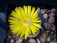 Thumbnail of 1900_Lithops dorotheae_20150920_03(1).JPG